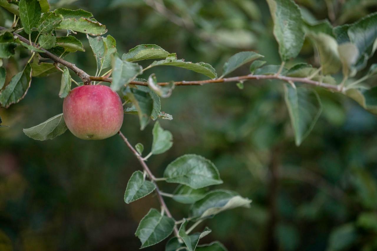 BanjolKuca Leonora公寓 外观 照片